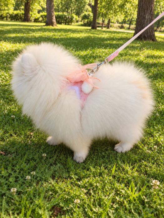 Femela Pomeranian