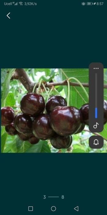 Продаётся малина шпанка