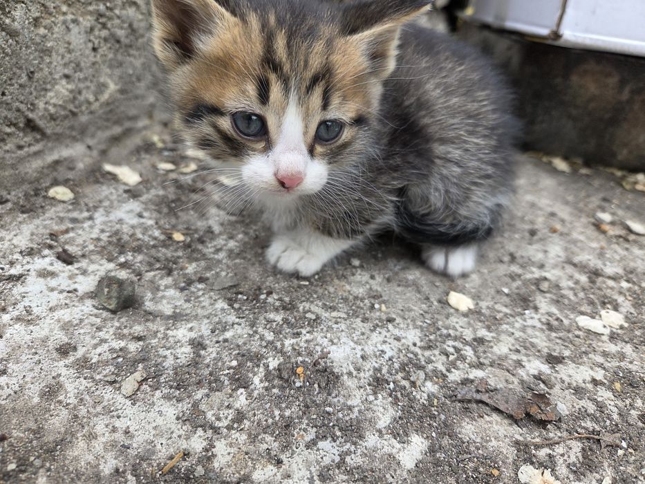 Отдам котят срочно. 1месяц