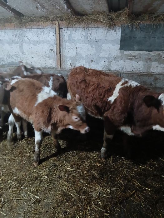 Vând vitele baltate