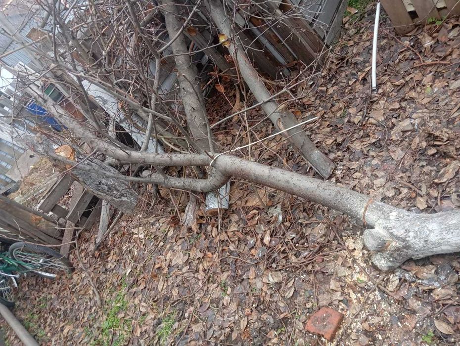 Дрова отдам даром