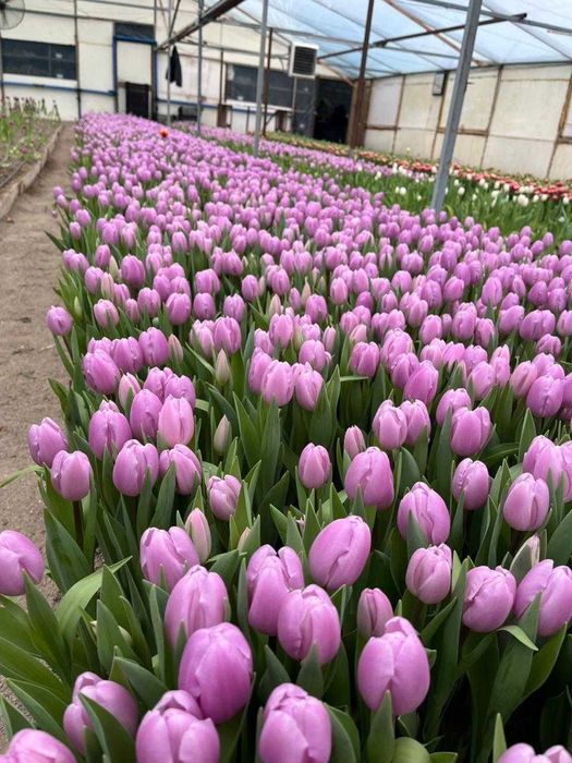 Тюльпан 8 марта оформление в подарок