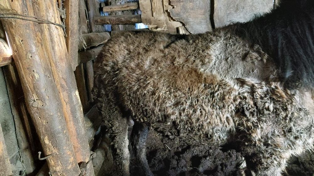 Продам лошадь кунан