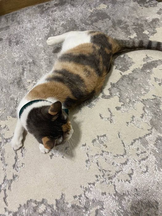 Кошечка Факат участкага, в семью с детьми