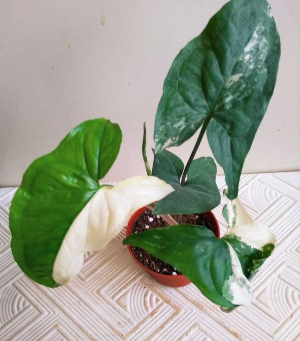 Молодой сингониум Альба ( вар )