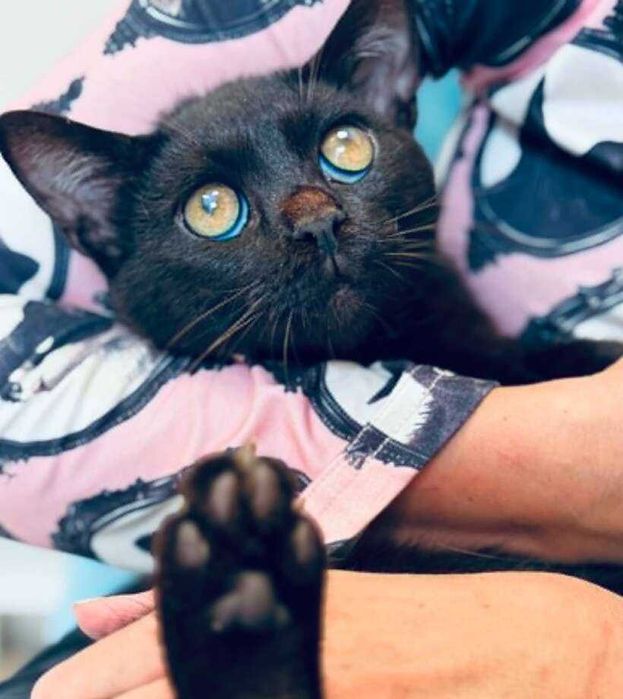 Черно коте търси дом