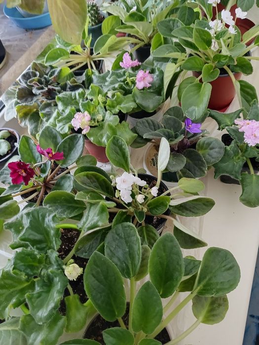 Продам цветы разные