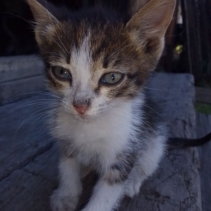 Отдам котят в хорошие руки