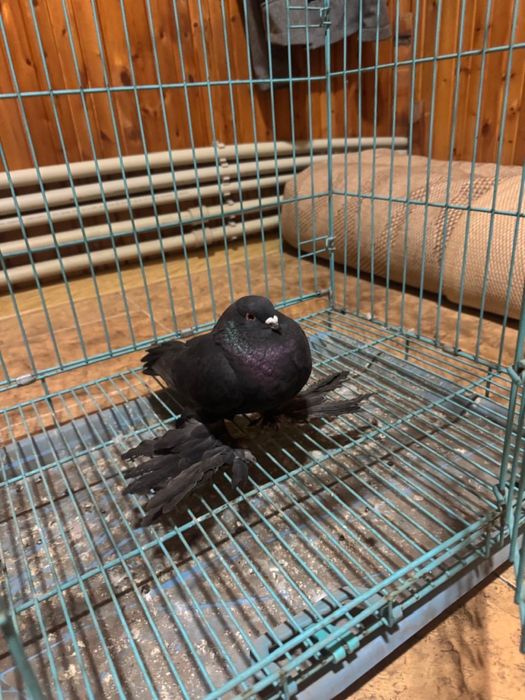 Голубь жук самец