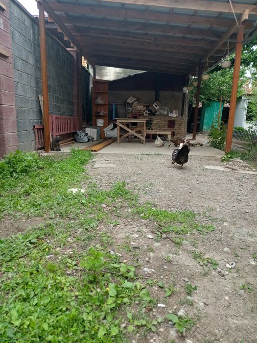 Продам индоуток, годовалые