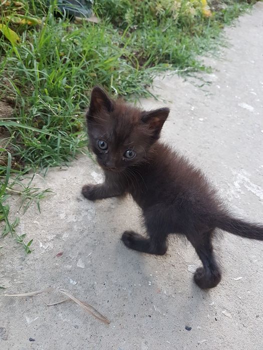 Подарявам малки котета