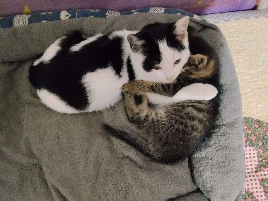 Отдам котят мальчики