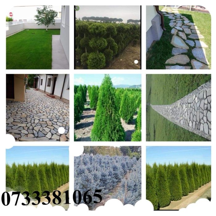 Gazon rulou,plante tuia,piatra cubica,piatra de placat