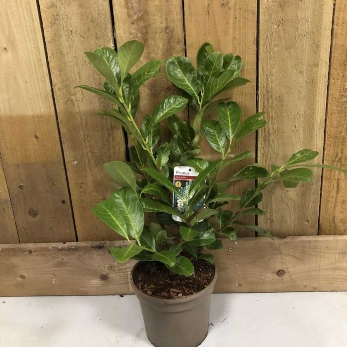 Laur englezesc ,puiet de prunus laurocerasus