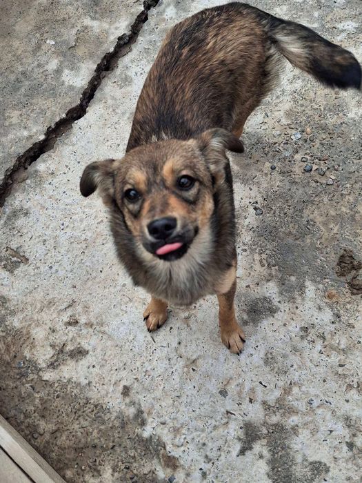 Отдадим в хорошие руки