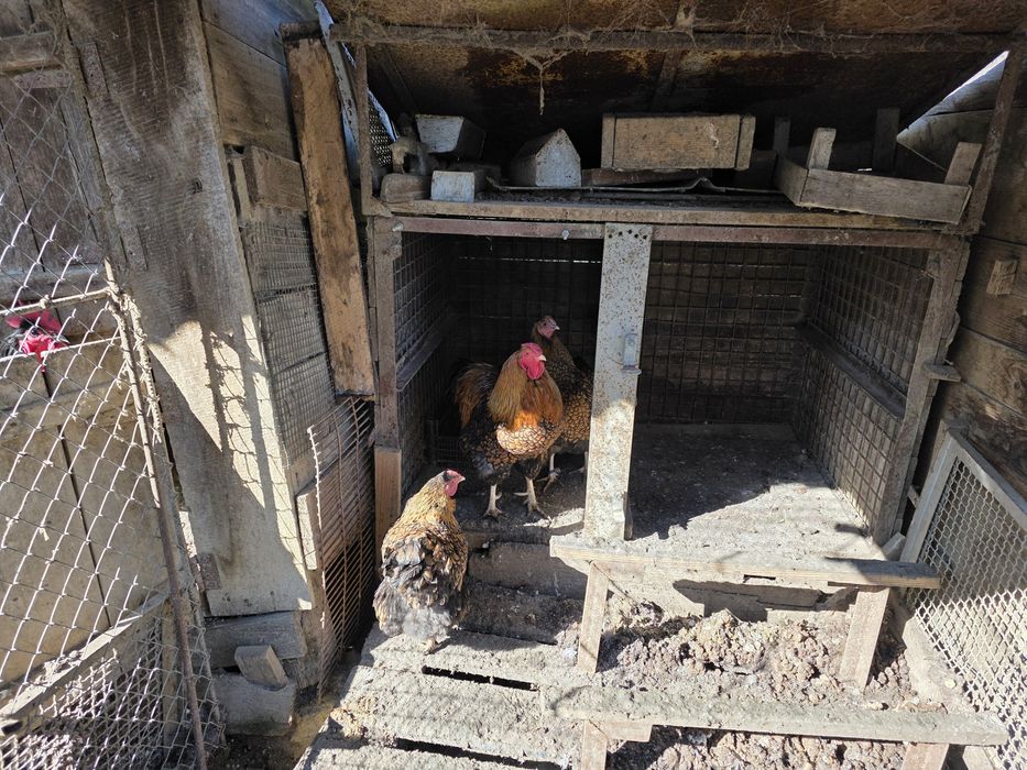 Găini wyandotte gsg