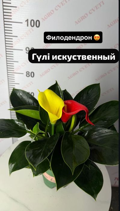 Цветы комнатные свежие