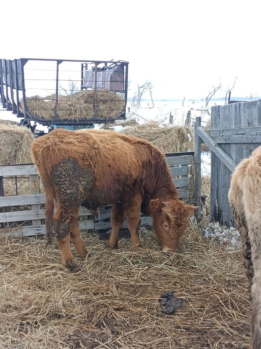 Продам быка, годовалый