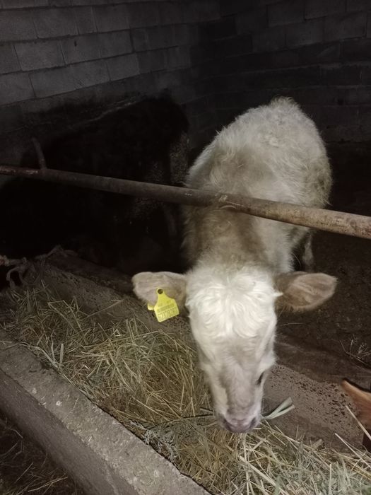 быр жасар еркек буқаша