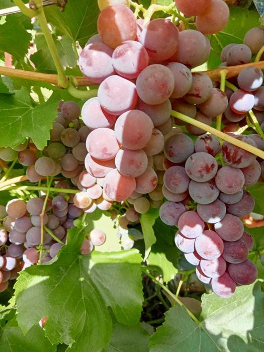 Продам дачу по 18 маршруту