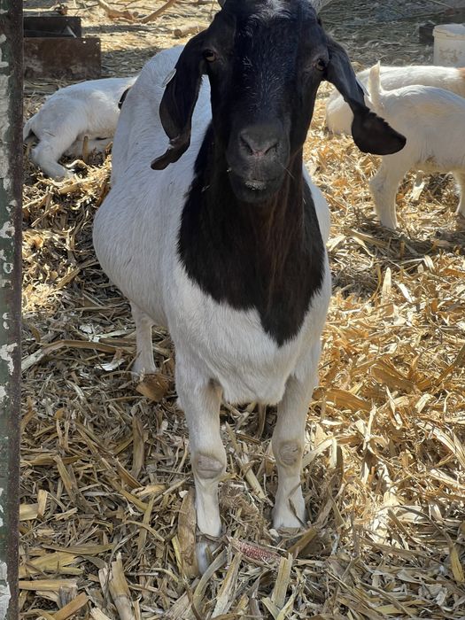 Disponibile capre si iezi din rasa boer !