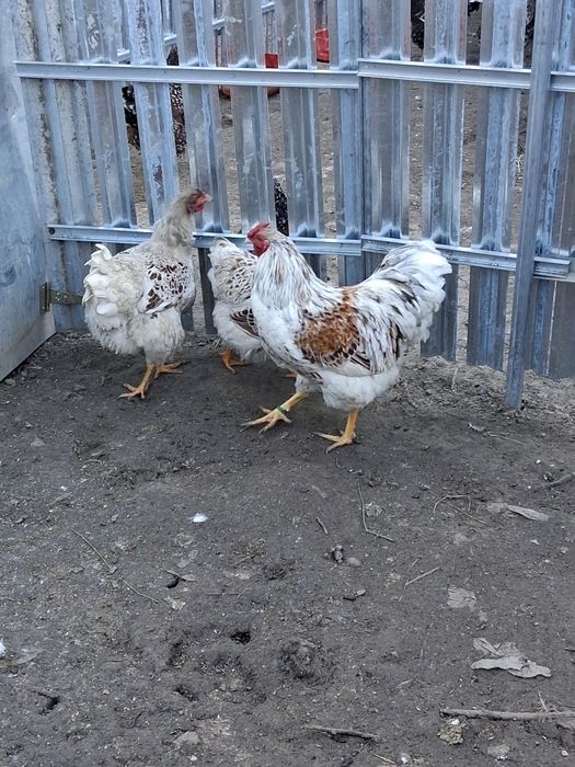 Vând oua de incubat de la găinile din poza