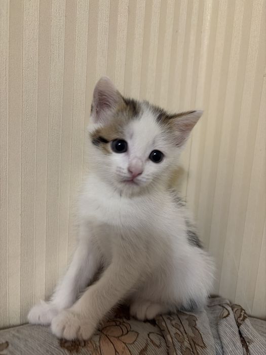 Котененок девочка