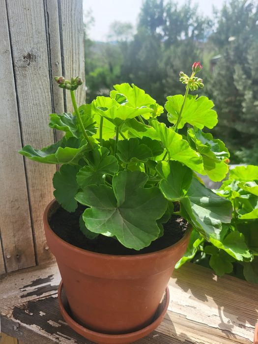 Розебудная пеларгония ROSE