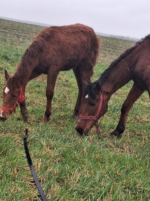 Vând un cal si o manza