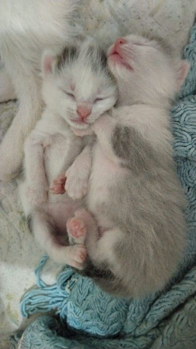 Котики отдам даром