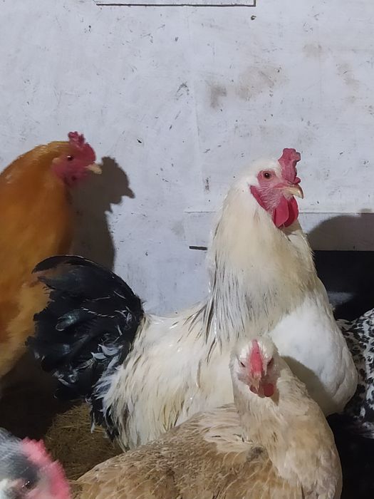 Петухи брама, америукан.