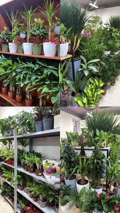 Комнатные растения