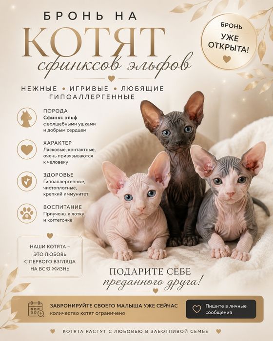 Канадский сфинкс эльф