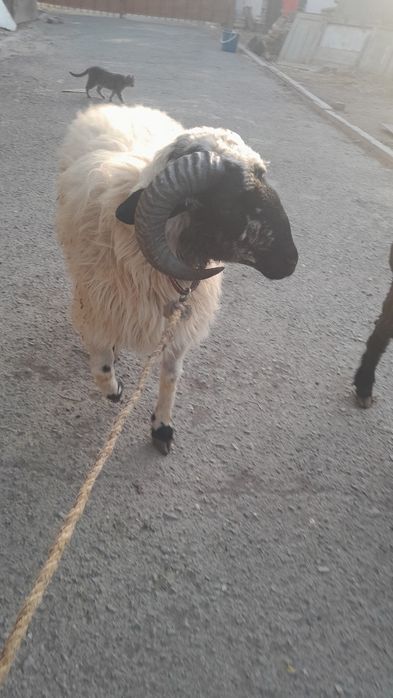 Кузи кучкор сотилади галишамиз