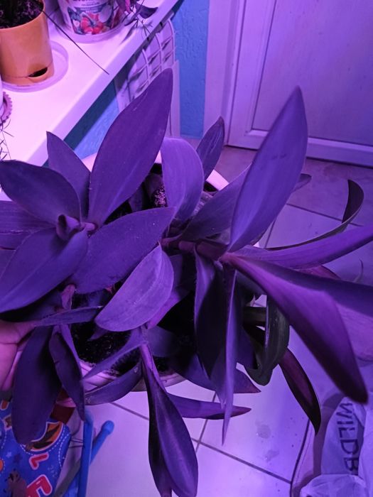 Цветы от 800 т.укоренненые