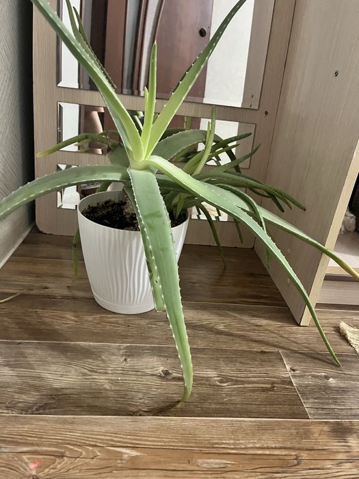 Алоэ 6 летнее лечебное растение, есть чуть поменьше