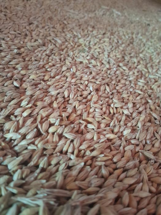 Baloți de lucernă,