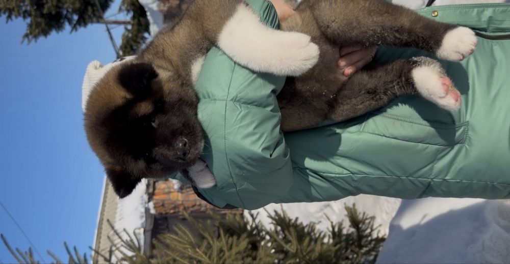 Щенки Американской Акиты