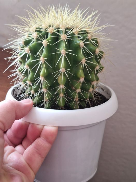 Продам     кактусы