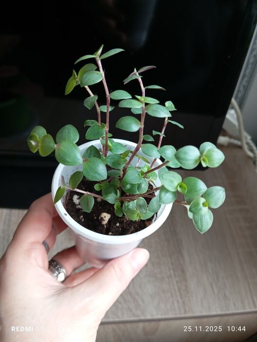 Продам отростки, суккуленты