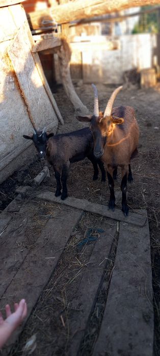 Capra de vanzare