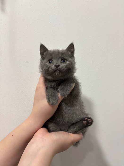 Скотиш фолд мушук