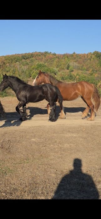 Manze gipsy vaner, tinker