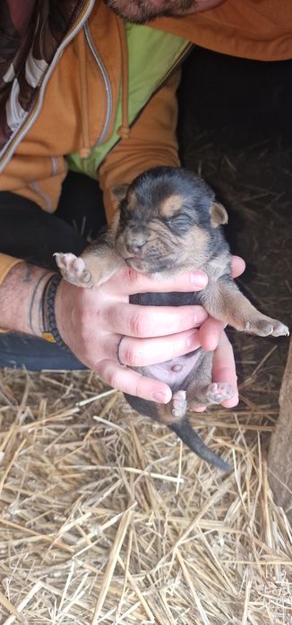 Donez căței mai am femele ,abea văd doar ,mai multe detalii în anunt