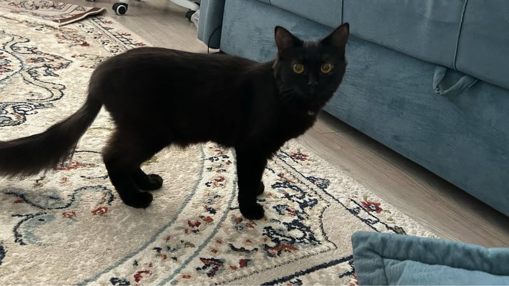 Котенок в добрые руки