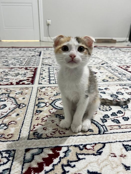 Чистые шотландские котенки