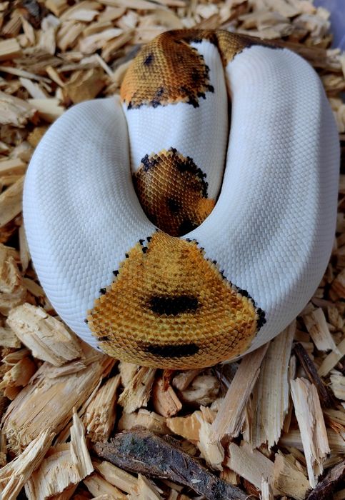 Piton Regal Pied High White-Smiley Pattern