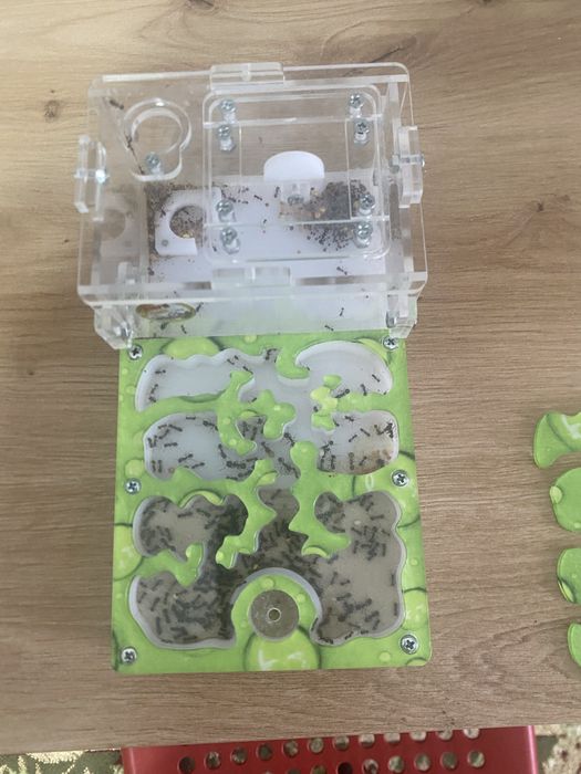 Муравьиная ферма