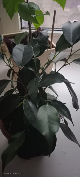 Продам домашнии цветы