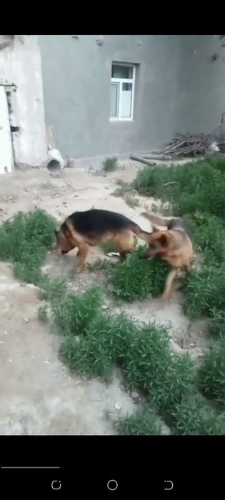 Немецкий овчарка нокисте